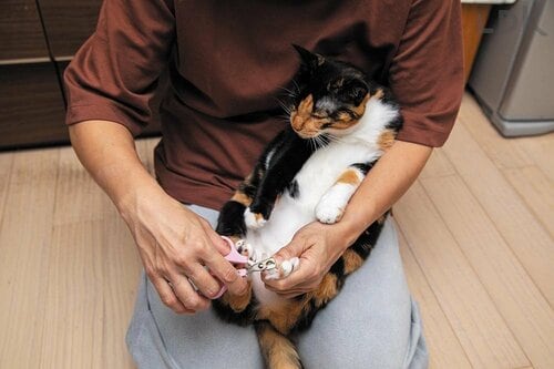切れ味も扱いやすさも文句ナシ! 猫用爪切りおすすめ イメージ