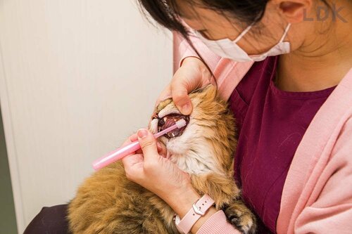 猫用歯ブラシとは？ 本当に必要？ 猫用歯ブラシおすすめ イメージ