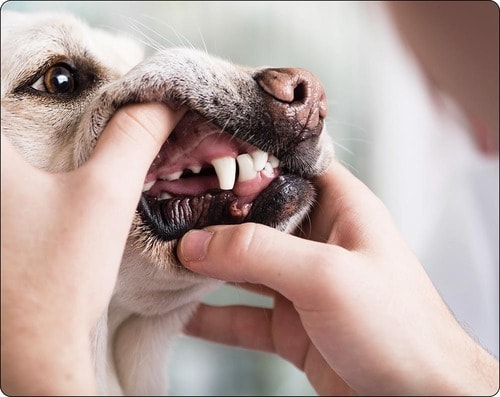 ポイント2:嫌がるなら徐々に慣らす 犬用歯ブラシおすすめ イメージ
