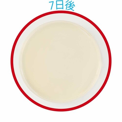 7日後 防カビ剤おすすめ イメージ