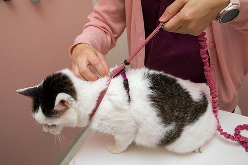 ポイント2:ベルトが緩すぎず締まりすぎない 猫用ハーネスおすすめ イメージ