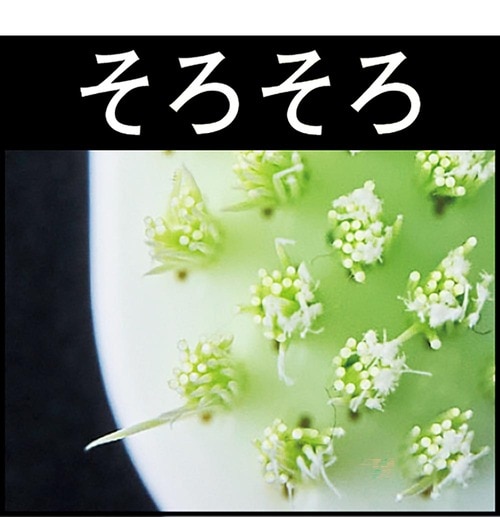 ブラシの毛先が広がったら替え時 歯ブラシおすすめ イメージ