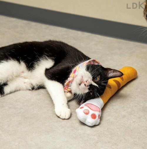 ネコが遊ぶと映える 猫用おもちゃおすすめ イメージ