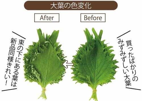 大葉の色変化:1週間後もある程度鮮度をキープ ザル付き保存容器おすすめ イメージ
