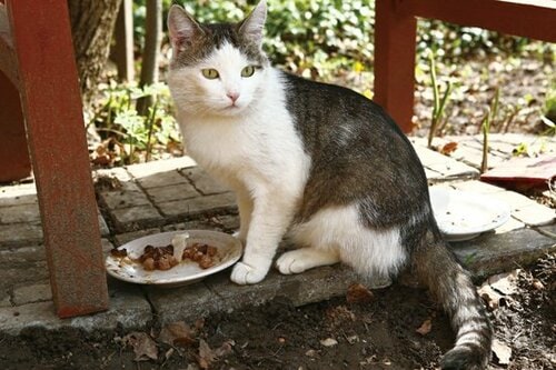 【Q6】外ネコにはおやつやフードをあげて良いの？ イメージ