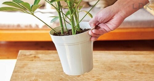 STEP1:土の表面や鉢の重さを確認 ガーデニング用じょうろおすすめ イメージ2