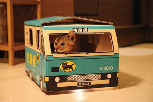 【Q1】面白いネコ写真を撮ってみたい イメージ