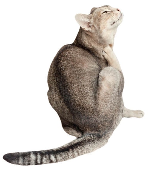 しっぽはネコの感情表現機嫌の良し悪しがよくわかります イメージ