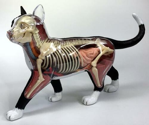 青島文化教材社:4D VISION 猫解剖モデル:模型