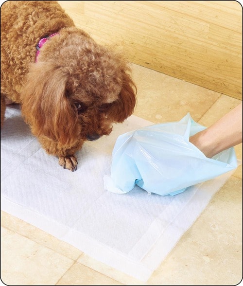犬用エチケット袋の選び方は？ 犬用エチケット袋おすすめ イメージ