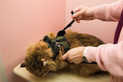 テスト1:装着しやすさ 猫用ハーネスおすすめ イメージ