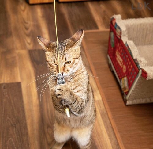 リアルな魚プリントでまたたび入り 猫じゃらしおすすめ イメージ
