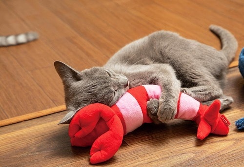 質は良いけどネコウケは悪い 猫用おもちゃおすすめ イメージ