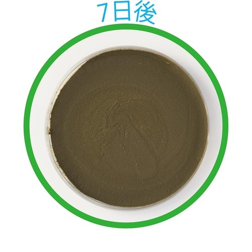 7日後 防カビ剤おすすめ イメージ