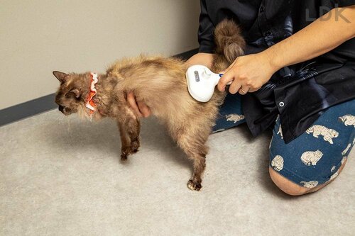 猫用ミストブラシとは？ 使うメリット 猫用ミストブラシおすすめ イメージ
