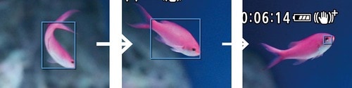 認識非対応の魚でも目を検出！ イメージ2