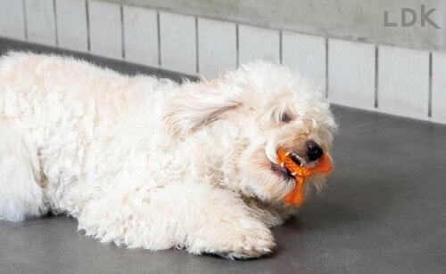 抗菌仕様だから衛生的 犬用おもちゃおすすめ イメージ