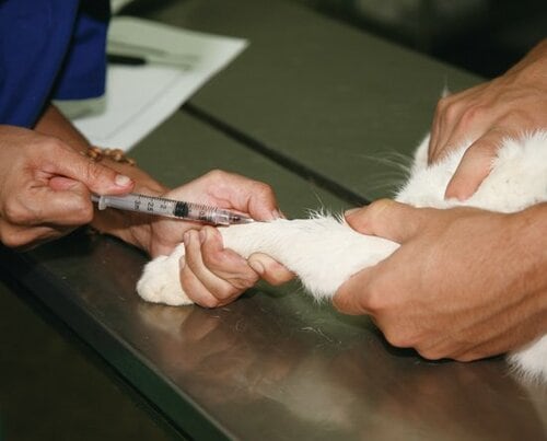 【Q8】ネコも健康診断を受けるべきなの？ イメージ2