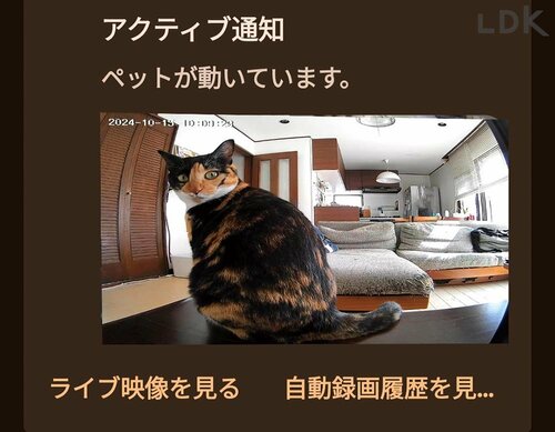 通知機能：特定行動を教えてくれる！ ペットカメラおすすめ イメージ