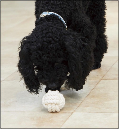 犬によってはほとんど関心を示さないことも…… 犬用おもちゃおすすめ イメージ
