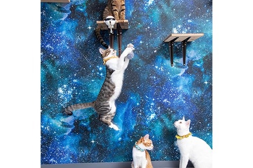 電動で不規則だがジャンプ率は普通 猫用おもちゃおすすめ イメージ