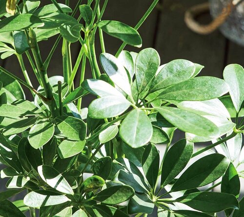 ダメな場所4：直射日光が当たる 観葉植物おすすめ イメージ