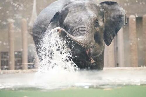 ゾウ舎が19年春に新規オープン「札幌市円山動物園」