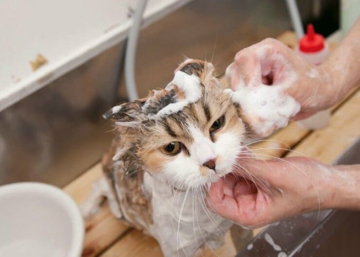 【実はネコはキレイ好き】知っておきたい「身だしなみ」のギモンQ＆A