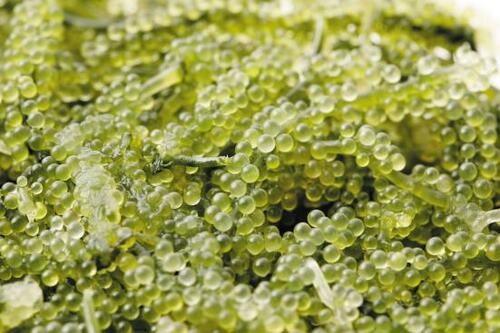【魚介類部門】量が多いのに日持ちしない海ぶどう