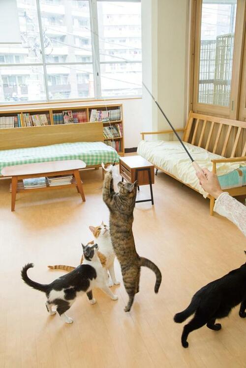 カインズ「交換できる伸縮猫じゃらし 木柄」2