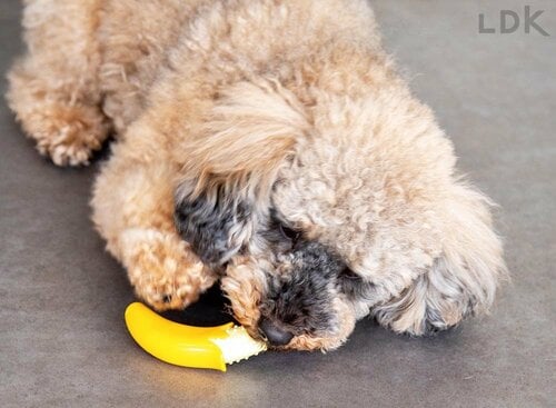 選び方3:ひとり遊び用にはフレーバー付き製品を選ぶ 犬用おもちゃおすすめ イメージ2