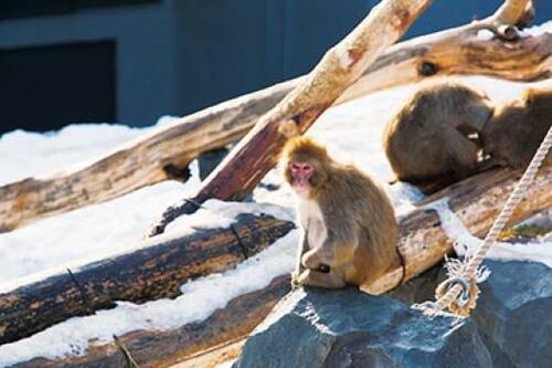 サル山でニホンザルも元気いっぱい!