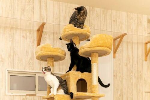 一般家庭なら問題ないレベルだが細い柱がやや不安定なユメカ イメージ2