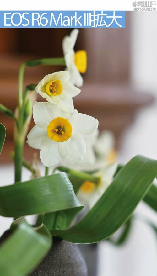 立体感のある生花の場合 フルサイズミラーレスカメラおすすめ イメージ2
