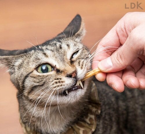おやつタイプ 猫用歯磨きシートおすすめ イメージ