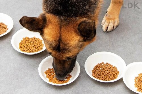 食べた量は標準的 ドッグフードおすすめ イメージ