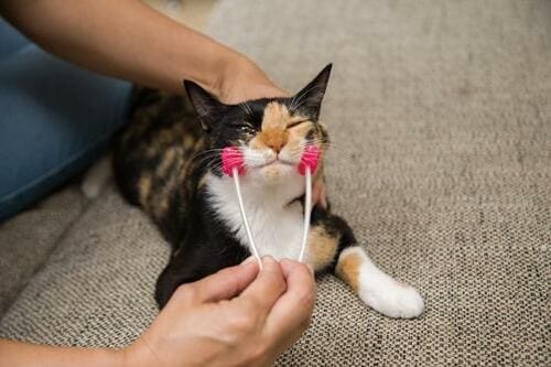 4製品を7匹の猫たちと検証しました イメージ