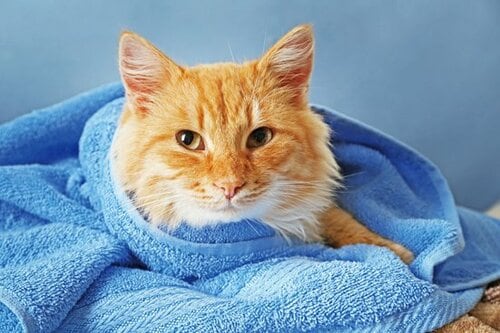 【Q4】爪切りをしようとすると暴れてしまうんだけど…… イメージ