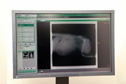 【Q8】ネコも健康診断を受けるべきなの？ イメージ