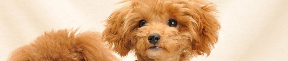 「犬用品・ドッグフード」の記事一覧