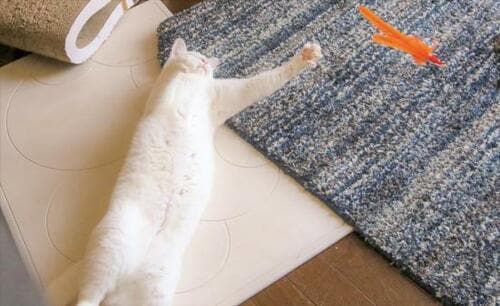 カーペットのネコ毛はウレタンスポンジで一掃! イメージ