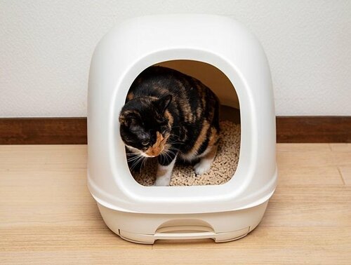 排泄スペースも出入り口も広め 猫用トイレおすすめ イメージ