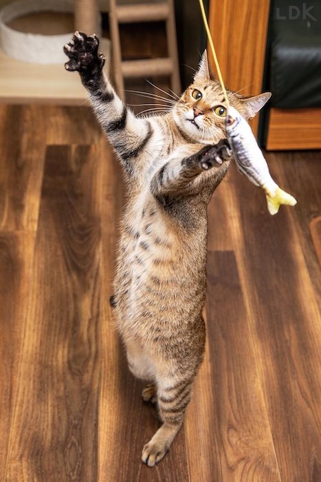 猫用おもちゃを使うメリットは？ 猫用おもちゃおすすめ イメージ