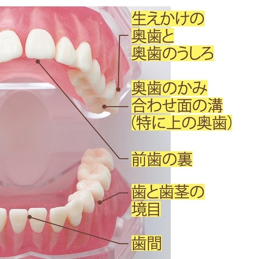 親による仕上げ磨きは特にこの部分をチェック! こども用電動歯ブラシおすすめ イメージ