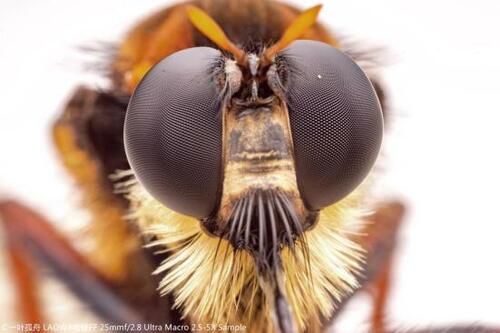 ど迫力の雰囲気ある昆虫写真をとることができます イメージ