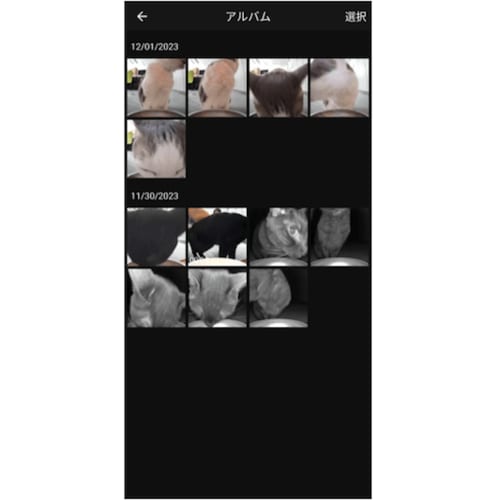可愛らしい瞬間を画像や動画に残せる 自動給餌器おすすめ イメージ