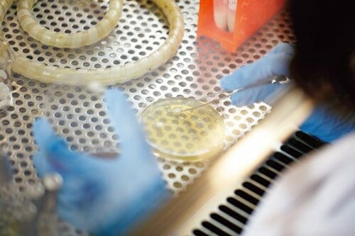 【テスト②除菌力】専門機関で菌を培養し、除去効果をチェック イメージ2