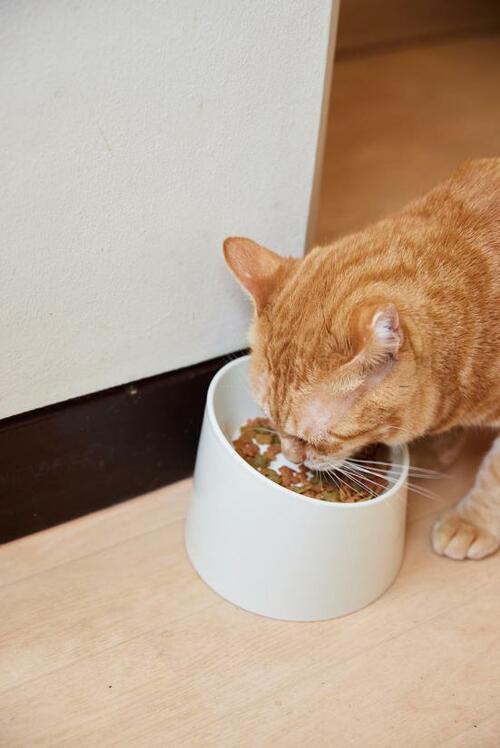 ニトリ「ペット用撥水食器」３