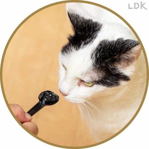 ネコがなめようとしない 猫用歯磨き粉おすすめ イメージ