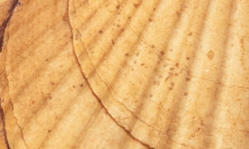 ホワイトニング前 ホワイトニングジェルおすすめ イメージ